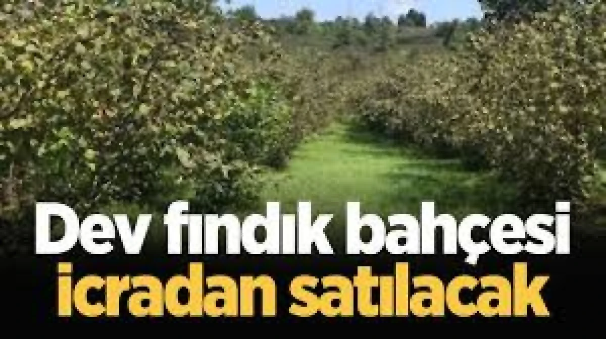 Yığılca'da 5213m&sup2; fındık bah&ccedil;esi a&ccedil;ık artırmayla satılacak