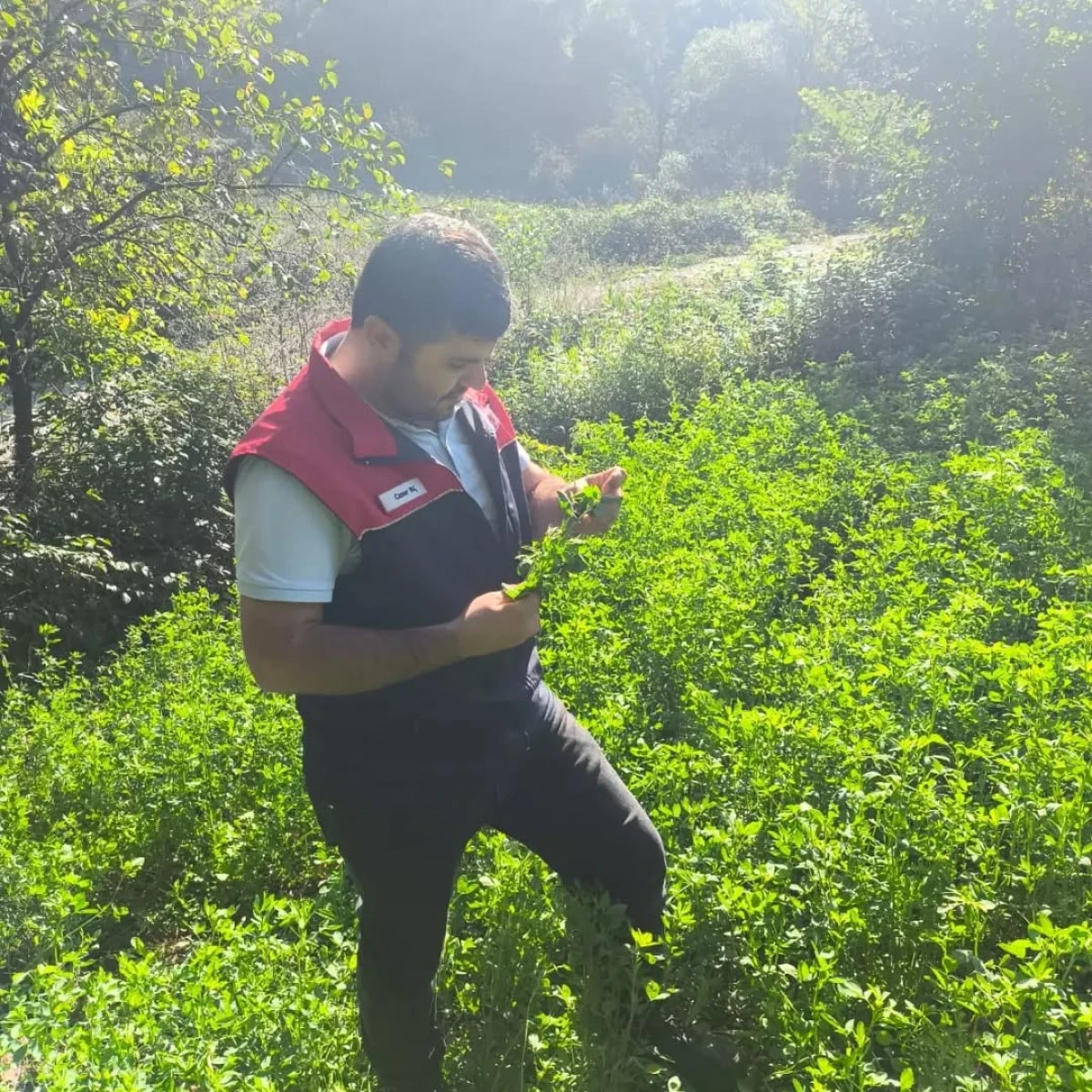 Yığılca&rsquo;da Eyl&uuml;l Ayı Fenolojik G&ouml;zlemleri Ger&ccedil;ekleştirildi