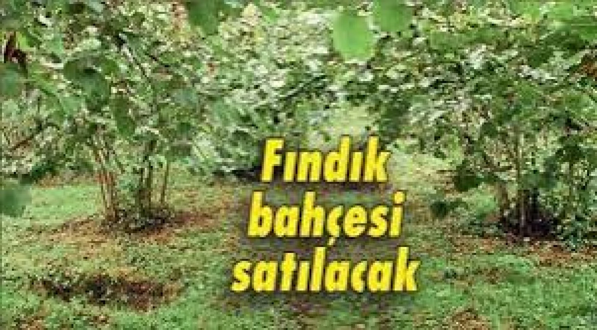 Yığılca'da tarla icradan satılıktır