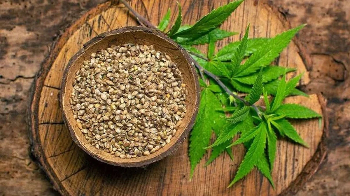 Zonguldak&rsquo;ta kenevir &uuml;retimi yapılabilecek